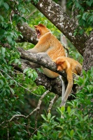 Kahau nosaty - Nasalis larvatus - Proboscis Long-nosed Monkey o7920